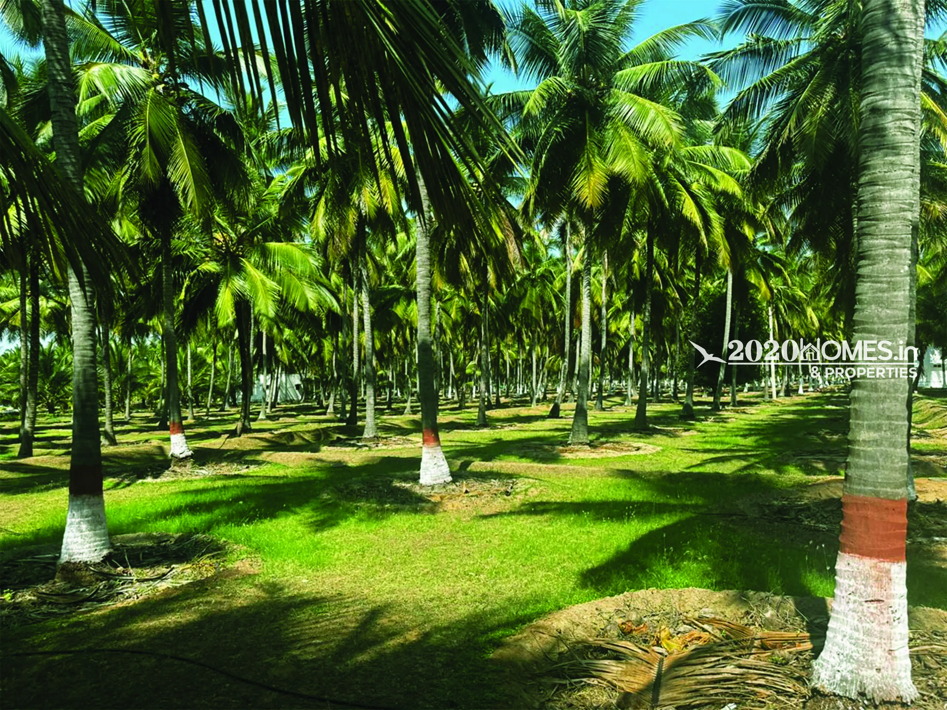 Pollachi AngalaKurichi Form